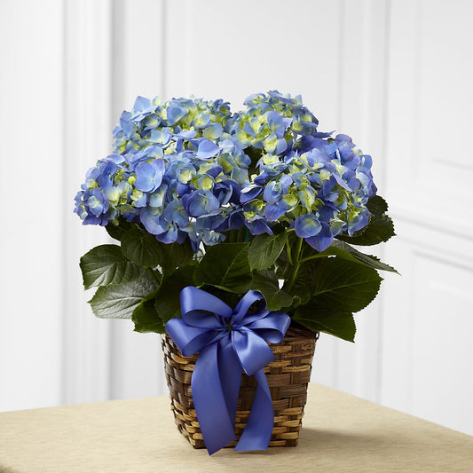 Jardinera de hortensias azules